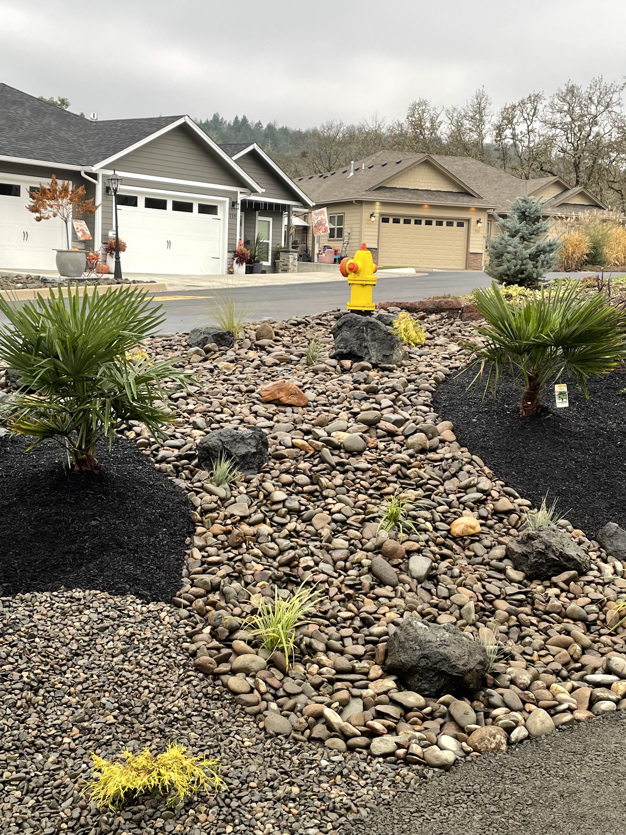 Finished front-yard dry creek bed of river rock with young palms and drought-tolerant planting