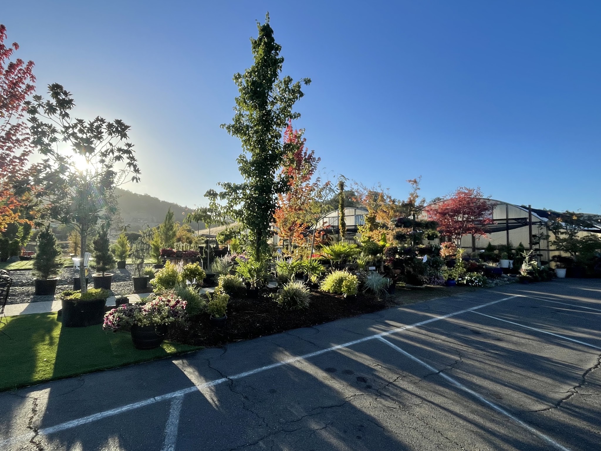 Nursery lot at sunrise with rows of potted trees and greenhouses