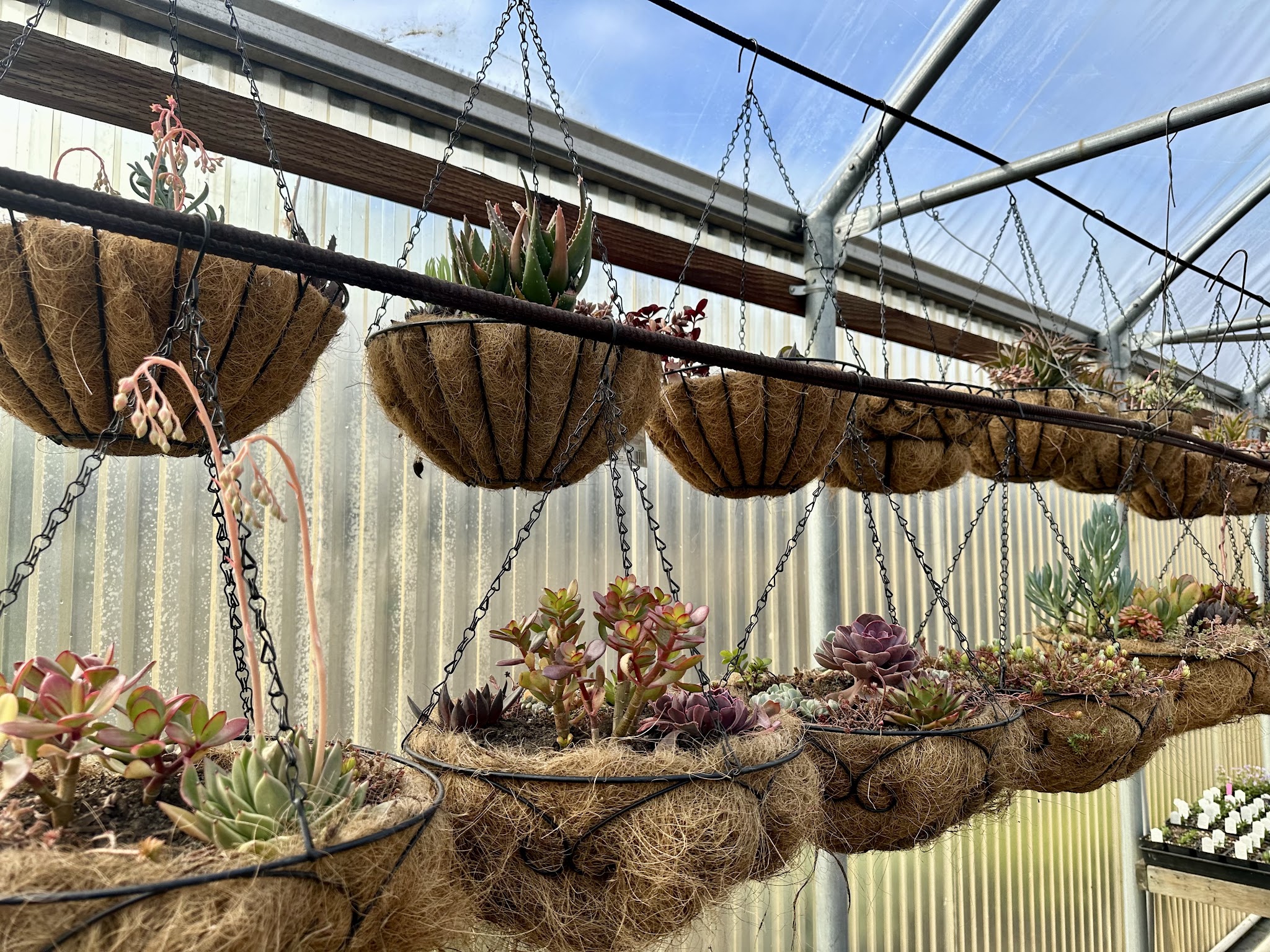 Hanging baskets of succulents inside the nursery greenhouse